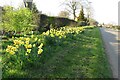 Daffodils on the way in to Ravensthorpe