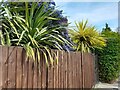 Garden on Hamilton Road, Golders Green 