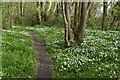 SO6501 : Wood anemones beside the path in Naas Cliff Wood by David Martin