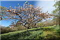 SH7972 : Cherry blossom at Bodnant by Andy Waddington