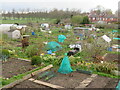 Allotments near the Knavesmire