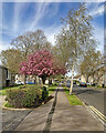 Lichfield Road: spring blossom