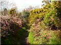 Brandon Lane passing gorse bushes, Wike