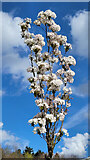 SO7119 : Blue sky, White blossom by Jonathan Billinger