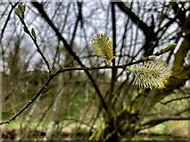 H4772 : Catkins, Mullaghmore by Kenneth  Allen