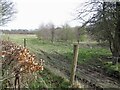 Young trees, Swordale