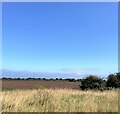 Farmland near Marske