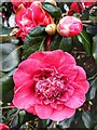 Camellia, Centurion Way, Heddon on the Wall