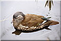 SK3381 : Mandarin Duck (Aix galericulata) female, Beauchief, Sheffield  by Mike Pennington