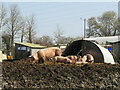 White Row Farm - Pigs