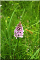 SX8467 : Heath spotted orchid near Fermoy's by Derek Harper