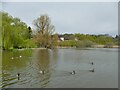 Knutsford Moor: the pond