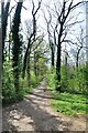 Path in Maulden Wood