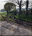 SO3109 : Muddy access to a field, Llanover by Jaggery