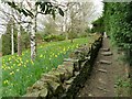 Daffodils by a footpath in Kirkheaton