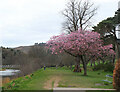 NT2440 : Flowering cherry tree, Hay Lodge Park Peebles by Jim Barton