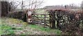 Field gateway on SE side of rural road opposite Cleughfoot Wood