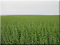 Large field of oil-seed rape