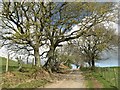 Spring trees