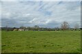 Cattle near Waterford House