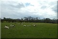 Sheep beside Kirkby Moor Road