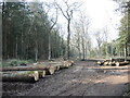 A few logs by the trackside