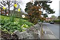 Daffodils on Priory Road