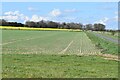 Field beside drive to Saddlers Wood House