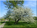 Springtime on East Wickham Open Space