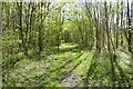 Footpath through a coppice