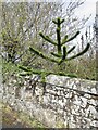 Monkey puzzle leaning over a wall