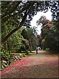 T2487 : Rhododendron Walk by kevin higgins