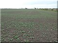 SE8532 : Emerging vegetable crop, west of South Carr Farm by Christine Johnstone