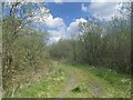 Bridleway through Helgwm Forest