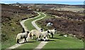 SK2295 : Sheep on the path! by Dave Pickersgill