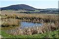 Pond with a View