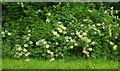 Elder in flower, Paignton