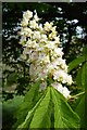 Horse chestnut blossom