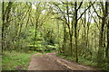 Woodland footpath