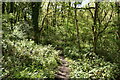 Wooded footpath