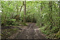 Wooded bridleway