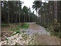 Forestry track near Califer Viewpoint