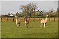 Alpacas