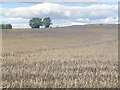 Crop ready for harvesting