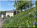 Springtime at Carreg Cennen