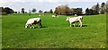 Cows in field near Gretna Green station