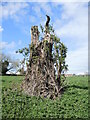 Decaying tree near Felton Vicarage