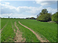 Field west of Cherry Street