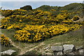 Gorse-covered cliffs at Highcliffe