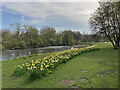 NZ2851 : Chester-le-Street: daffodils in Riverside Park by John Sutton